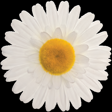 FI 60 B Fiore margherita grande Bianca