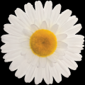 FI 60 B Fiore margherita grande Bianca