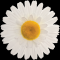 FI 60 B Fiore margherita grande Bianca