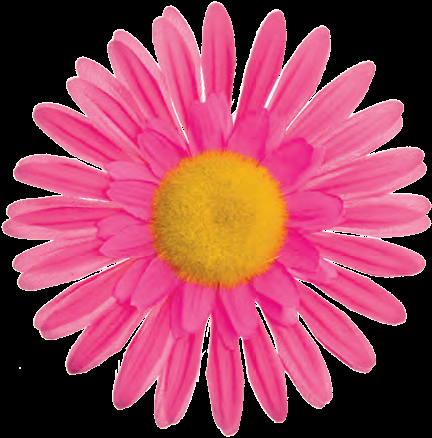 FI 60 P Fiore margherita grande Rosa
