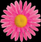 FI 60 P Fiore margherita grande Rosa