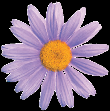 FI 50 L Fiore margherita piccola VIOLA FI 50 L Fiore margherita piccola VIOLA