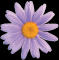 FI 50 L Fiore margherita piccola VIOLA