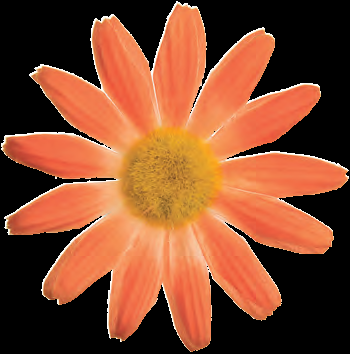 FI 50 A Fiore margherita piccola Arancione FI 50 A Fiore margherita piccola Arancione