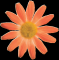 FI 50 A Fiore margherita piccola Arancione
