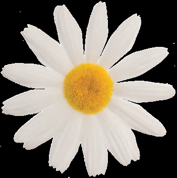 FI 50 B Fiore margherita piccola Bianca FI 50 B Fiore margherita piccola Bianca