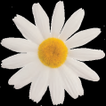FI 50 B Fiore margherita piccola Bianca