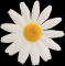FI 50 B Fiore margherita piccola Bianca